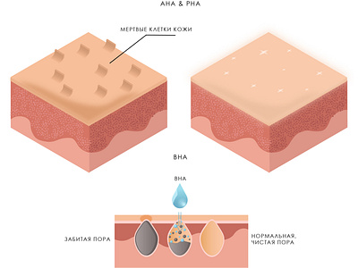 AHA & PHA acid acid action care clean cosmetics exfoliation illustration pore purification scheme skin skin care skin structure vector vector illustration