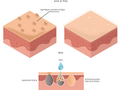 AHA & PHA acid acid action care clean cosmetics exfoliation illustration pore purification scheme skin skin care skin structure vector vector illustration