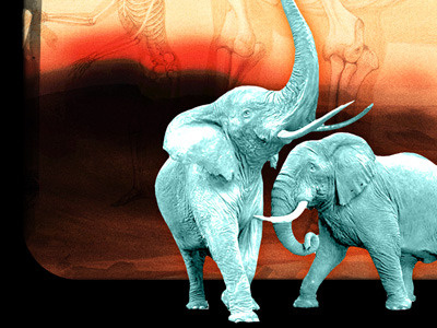 Life On Mars elephant photoshop