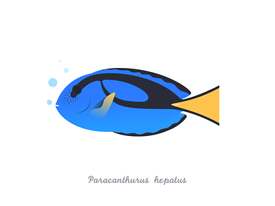 Paracanthurus hepatus illustrator