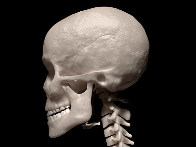 Human skull and neck 3d 3ds max anatomy biology bone human skull render skeleton skull