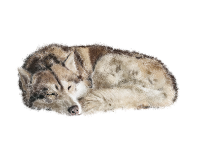 Husky 2.0 art prints cute dog design digital painting dog graphic art graphic painting husky illustration photoshop wolf wolf dog