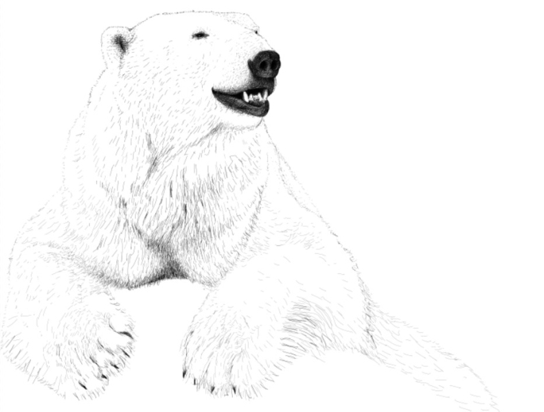 Polar Bear Drawing — How To Draw A Polar Bear Step By Step