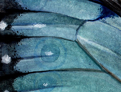 Morpho details Watercolor butterfly illustration morpho paint science watercolor