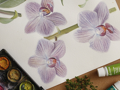 Violet orchids flowers illustration orchid orchids paint science violet watercolor