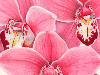 Triad of orchid - Watercolor flower illustration orchid orchids paint painter pink plants science watercolor