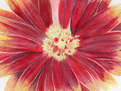 Gerbera in progress - Watercolor flower flowers gerbera illustration paint paints plants print red watercolor