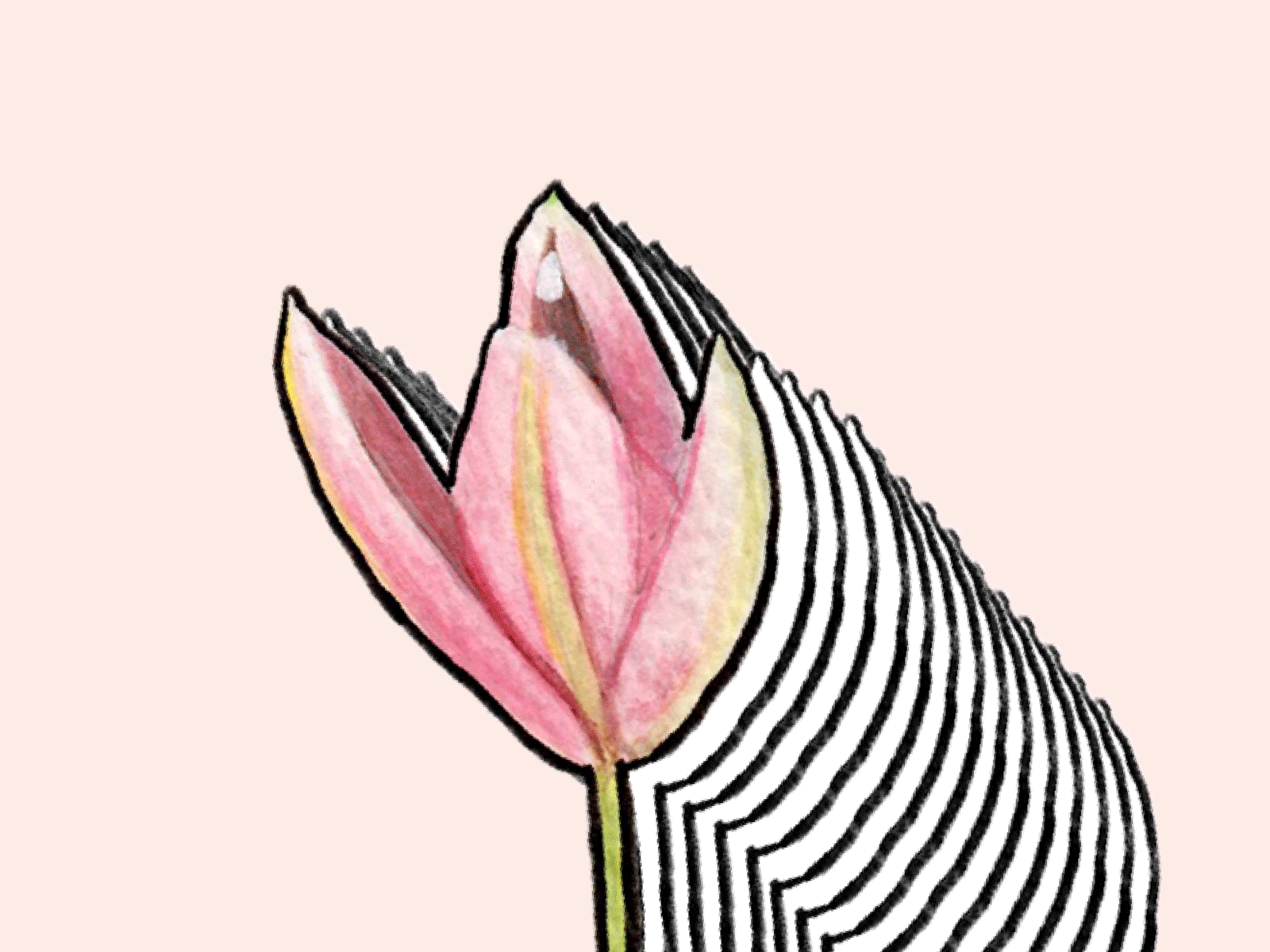 Bloom and bloom - Traditional animated gif animation bloom flower flowers gif illustration nature orchids paint pink plants violet watercolor