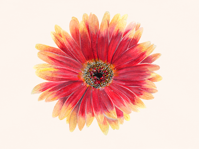 Gerbera process animated gif design flower flowers illustration paint painting plants process science watercolor
