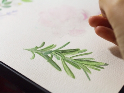 Rosemary watercolor painting flower flowers illustration paint painting plants process rosemary science watercolor