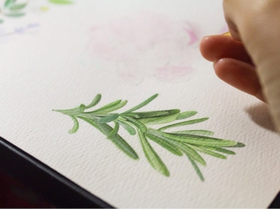 Rosemary watercolor painting