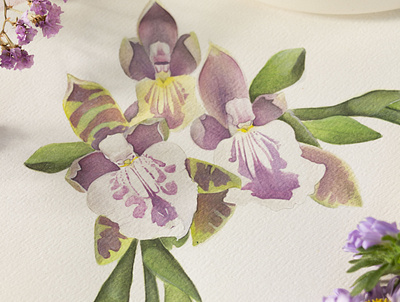 Tropicals orchids flower flowers illustration orchids painting plants process science violet watercolor