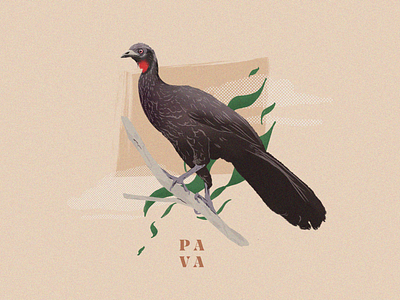 Bird illustrations #2 animal bird graphic design illustration