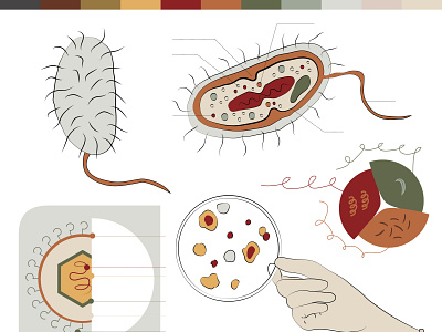 structure of bacteria