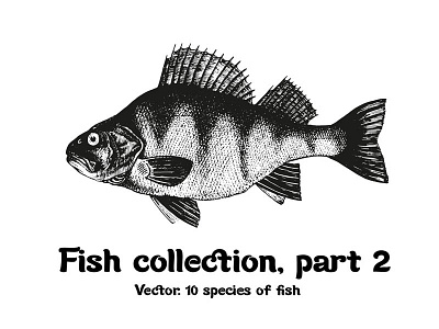 Fish collection, part 2 art design engraving fish graphic design illustration logo sketch tattoo typography vintage