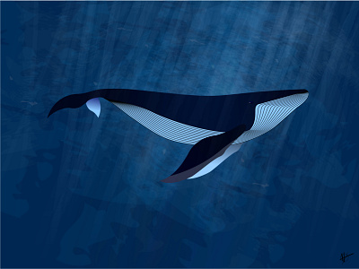 Whale animal baleine blue design illustration illustrator lights ocean sea underwater whale