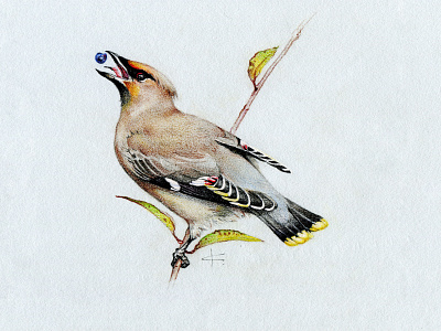 Waxwing waxwing винтаж иллюстрация природа птица реализм цветные карандаши энциклопедия