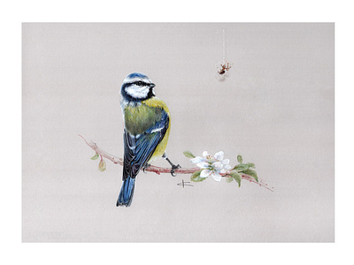 Blue Tit blue tit illustration винтаж дизайн интерьер лазоревка открытка природа птица реализм серый энциклопедия