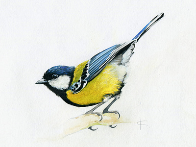 Great Tit