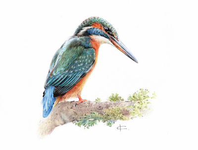 Kingfisher kingfisher животное иллюстрация открытка природа птица реализм цветные карандаши энциклопедия