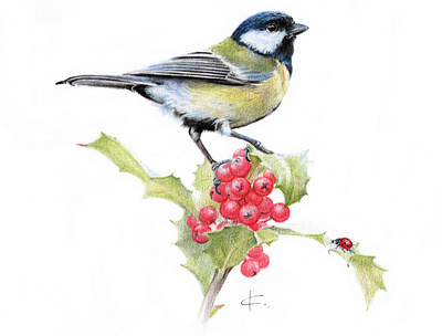 Great Tit винтаж дизайн иллюстрация книга открытка природа птица реализм синица энциклопедия ягоды