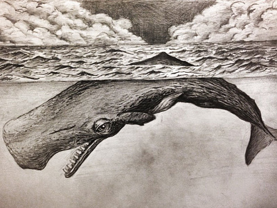 Whale illustration pencil sketch