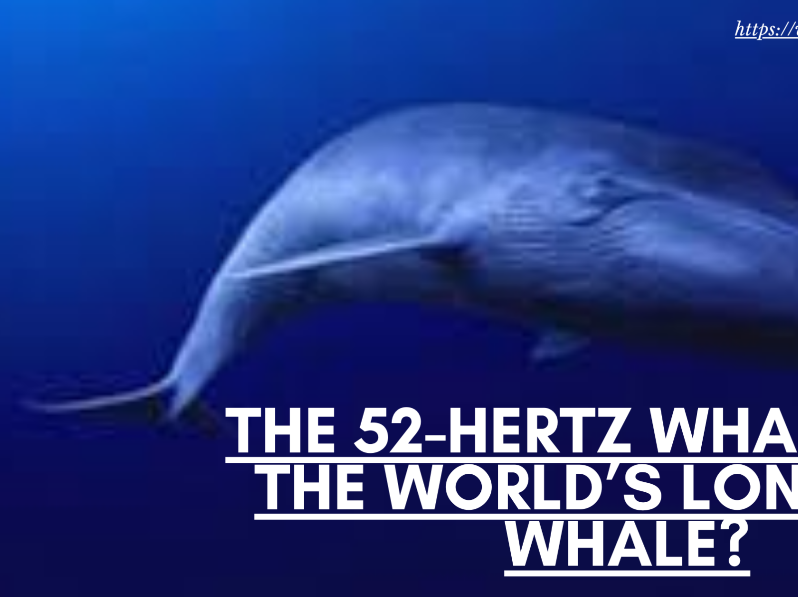 The 52-Hertz Whale: Is It the World’s Loneliest Whale? by Fishwisepro