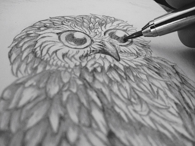 Owl Sketch