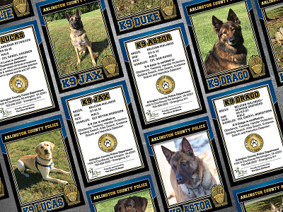 Arlington K9 Trading Cards brand branding business business card creative design dog graphic design identity police trading card typography