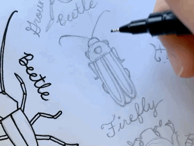 Beetles Timelapse Drawing beetles black and white bugs drawing fine liner illustration timelapse video unipin pen