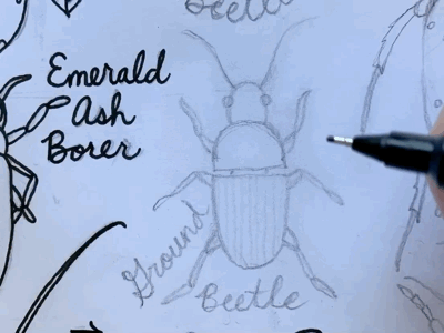 Ground Beetle Time Lapse beetle garden hleslie design insect line drawing outdoor time lapse wildlife