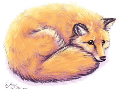 Fluffy little fox