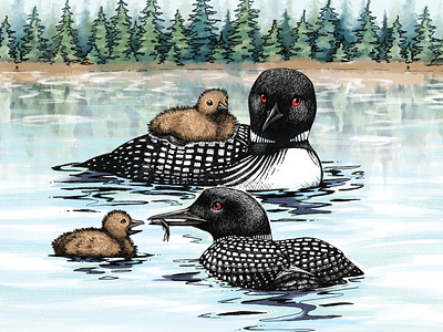Loon family on the lake