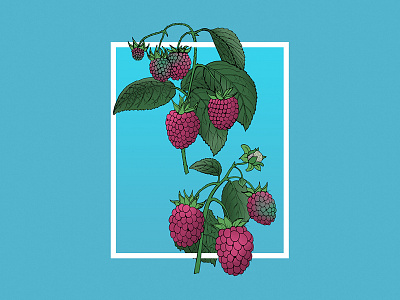 Botanical Berry Illustration berry blue botanical box draw grow illustration nature