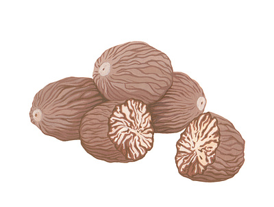Nutmeg artwork botanical brown fruit gouache graphic handmade illustration nutmeg painting spice traditional art