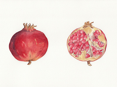 Pomegranate 2 artwork autumn botanical brown fruit handmade illustration painting pomegranate red traditional art watercolor yellow