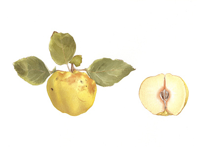 Quince acquerello artwork autumn botanical brown fruit green handmade illustration mela cotogna painting quince traditional art watercolor yellow