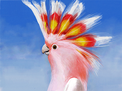 Cockatoos birds illustration on ipad world all birds