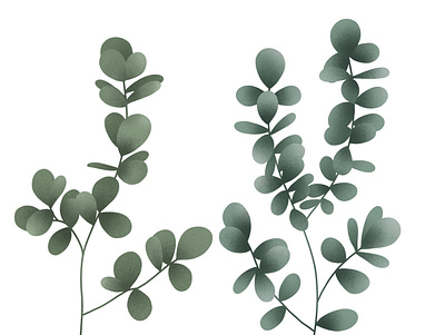 eukalyptus digital digital illustration digitalart eukalyptus illustration ipadpro kiasue leaf nature procreate procreate art procreate drawing