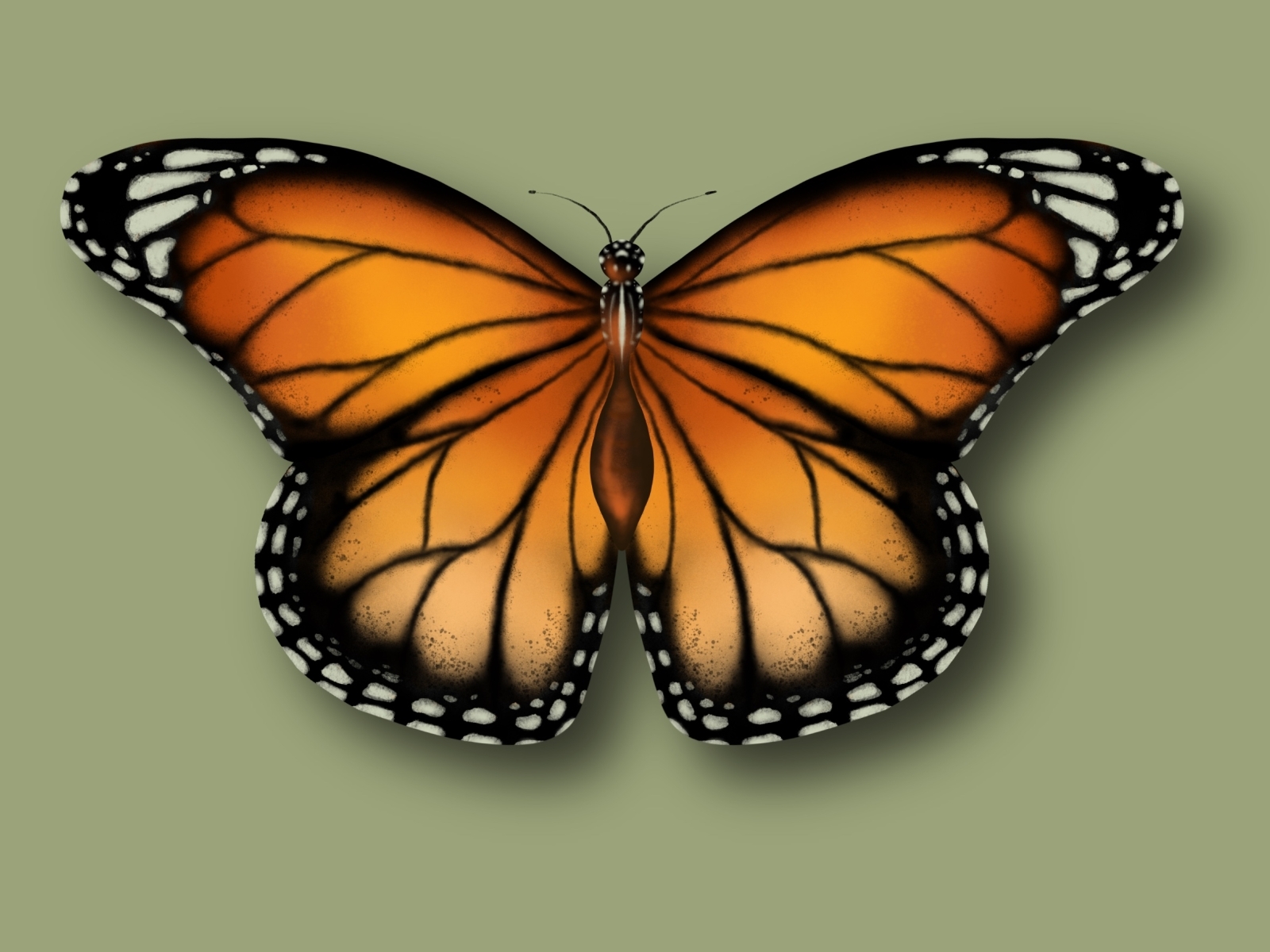 Butterfly by Renate Tonstad Flaten on Dribbble