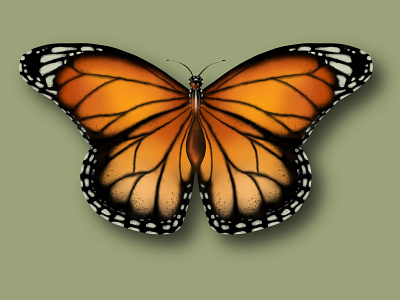Butterfly butterflies design icon illustration logo orange sommerfugl summer summertime