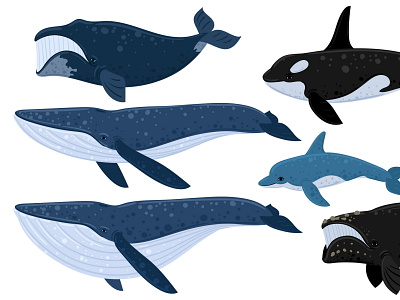 whales wildlife