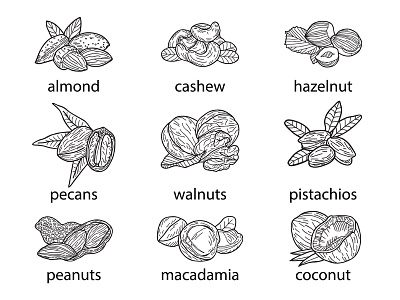 Set of nuts, vector hand-drawn illustration