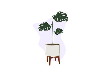 Monstera Plant