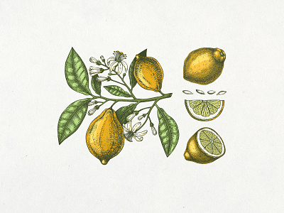 Lemons - Botanical Sketch botanical botanical art botanical illustration citrus citrus fruit design hand drawn hand sketched illustration lemon lemonade sketching vector