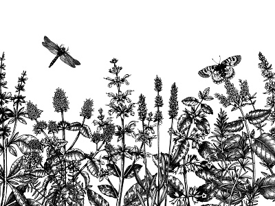 Mints field - botanical illustration black and white botanical botanical art botanical illustration design hand drawn hand sketched illustration medicinal herbs mint sketching summer flyer vector