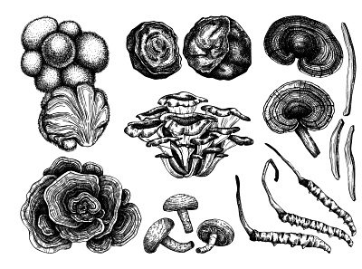 Adaptogenic mushrooms botanical illustration hand drawn hand sketched medicinal mushrooms medicinal plants medicine mushrooms sketching vector