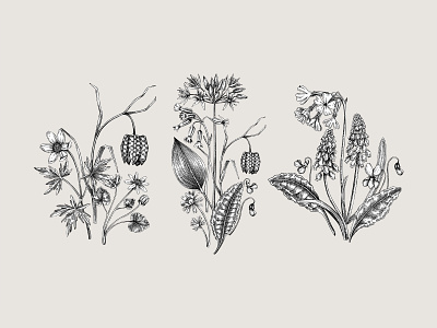Wildflowers - vector sketches