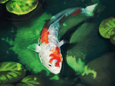 Koi Carp