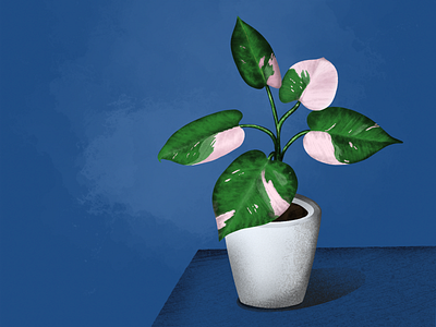 Plant illustration digital illustration plant illustration procreate